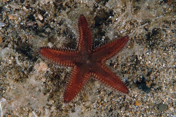 Astropecten platyacanthus e Astropecten spinulosus